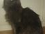 Maine Coon Blue Moon