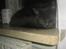 Maine Coon Blue Moon