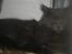 Maine Coon Blue Moon