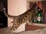 Bengal Barranco (Bailey) - hey hvad var det..