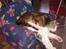 Bengal Barranco (Bailey) - bedste venner ever..:-)
