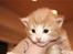 Norsk Skovkat Guldkaramel (KATO) R.I.P - Billede venligst udlånt af Louise B/ Felis Trollius
