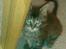 Maine Coon Hannah