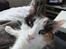 Maine Coon Lady