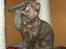 British Shorthair Aisha