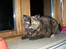 British Shorthair Aisha