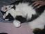 Huskat Trold A.K.A Kitten