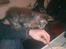 Maine Coon Hannah - Hun er en tiggerøv! :D