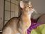 Abyssinier Orpheus