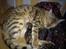 Bengal DK Trollspotting Vela - Her er den stolte mor med sin 1 dag gamle killing