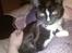 Huskat Charlie R.I.P - Charlie er en meget snak salig kat men er ikke glad for frammet