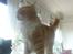 Maine Coon Bellami Solgt :(