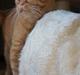 British Shorthair Wiki's Odin (Eddie)