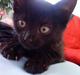 Blanding af racer » Milly - Solgt, Rip.