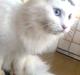 Maine Coon Akia