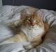 Maine Coon Balou