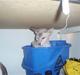 Peterbald Leander (Jay)