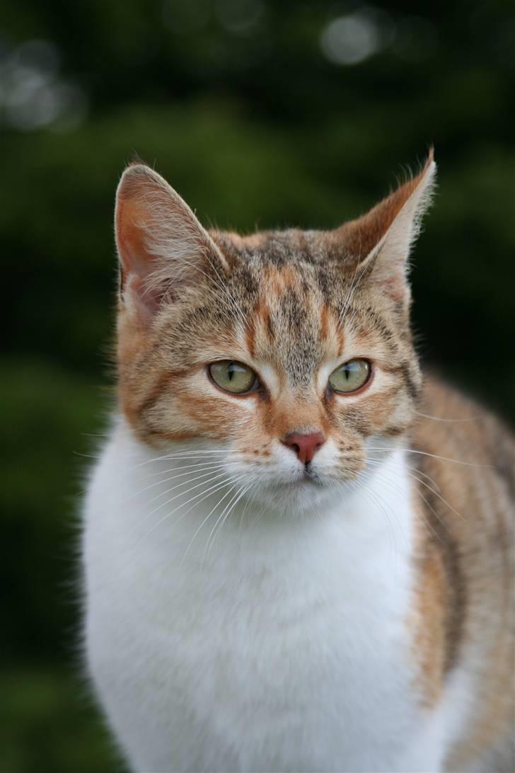 Blanding af racer Misling  billede 1