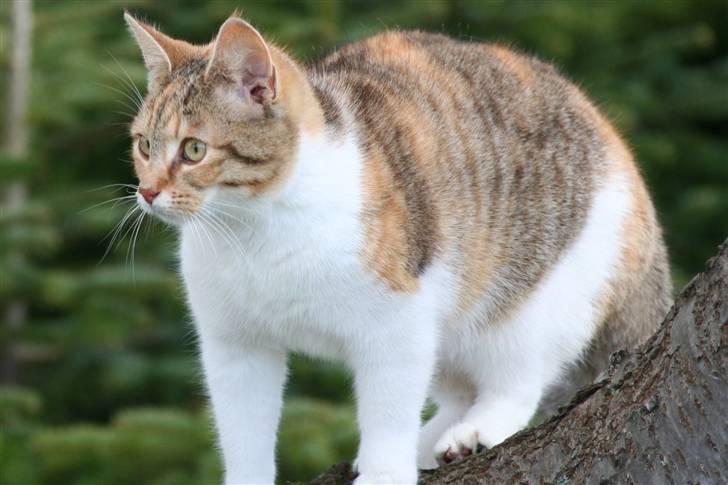 Blanding af racer Misling  billede 2