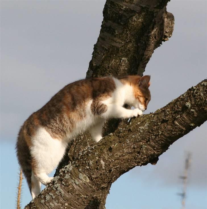 Blanding af racer Misling  billede 3