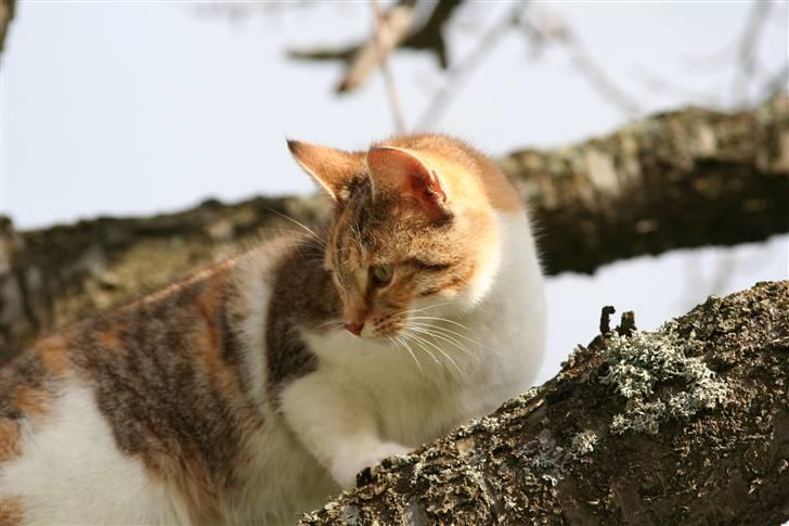 Blanding af racer Misling  billede 4