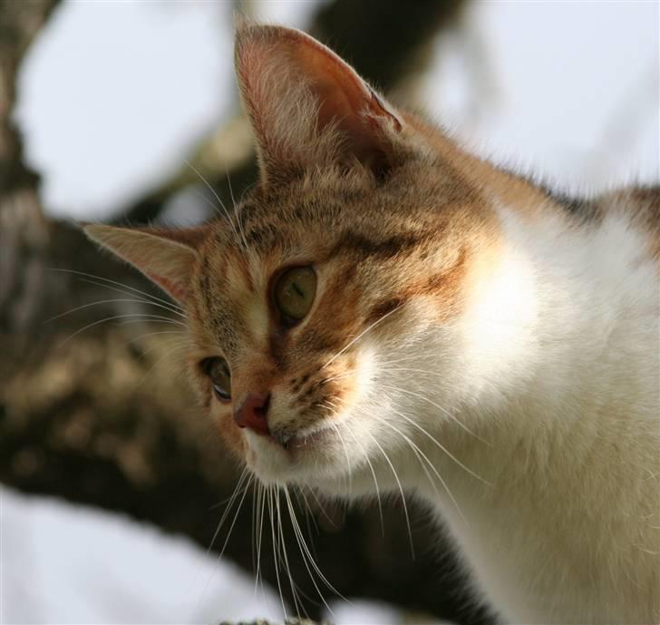 Blanding af racer Misling  billede 5