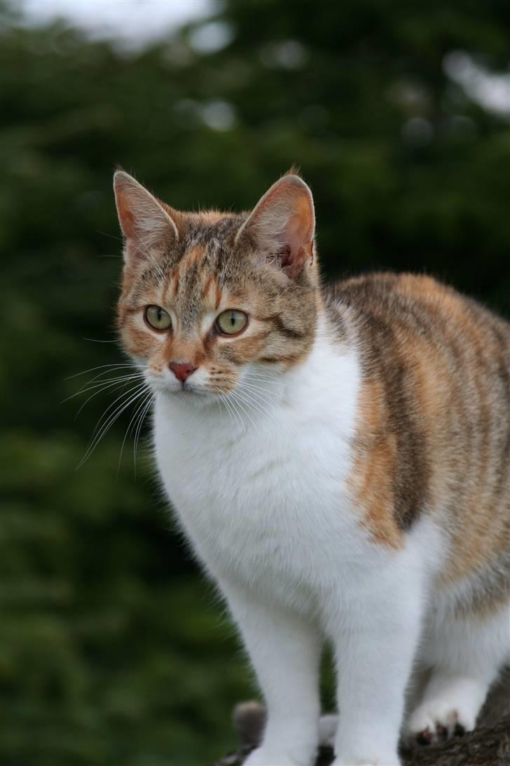 Blanding af racer Misling  billede 6