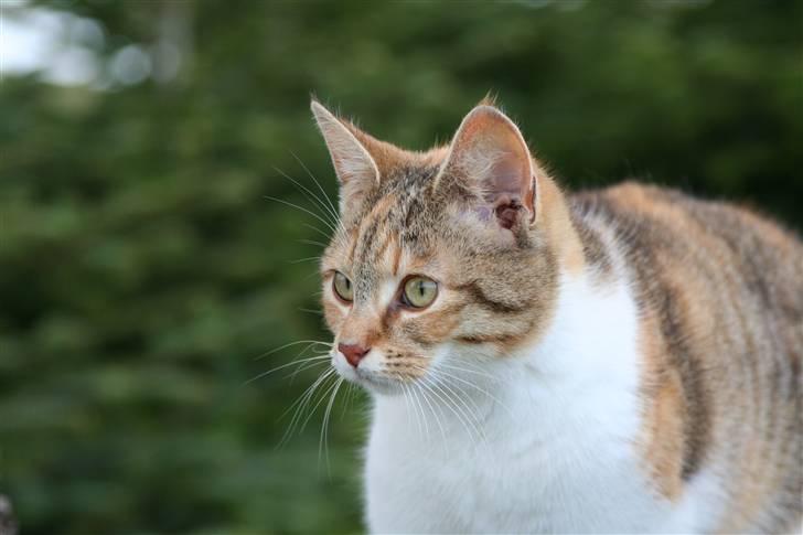 Blanding af racer Misling  billede 7