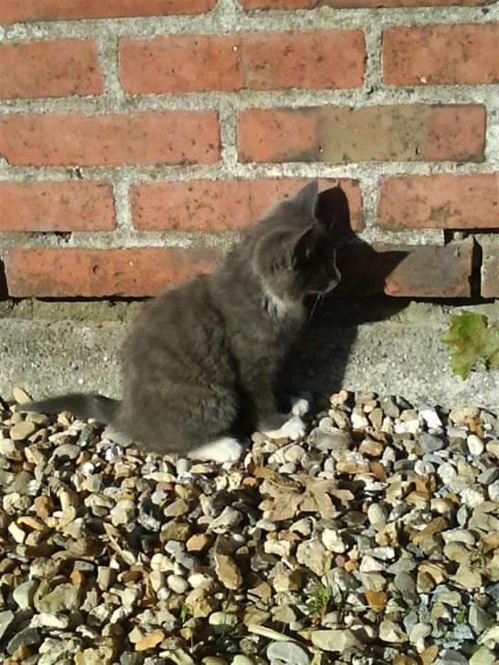 Blanding af racer Fister billede 9