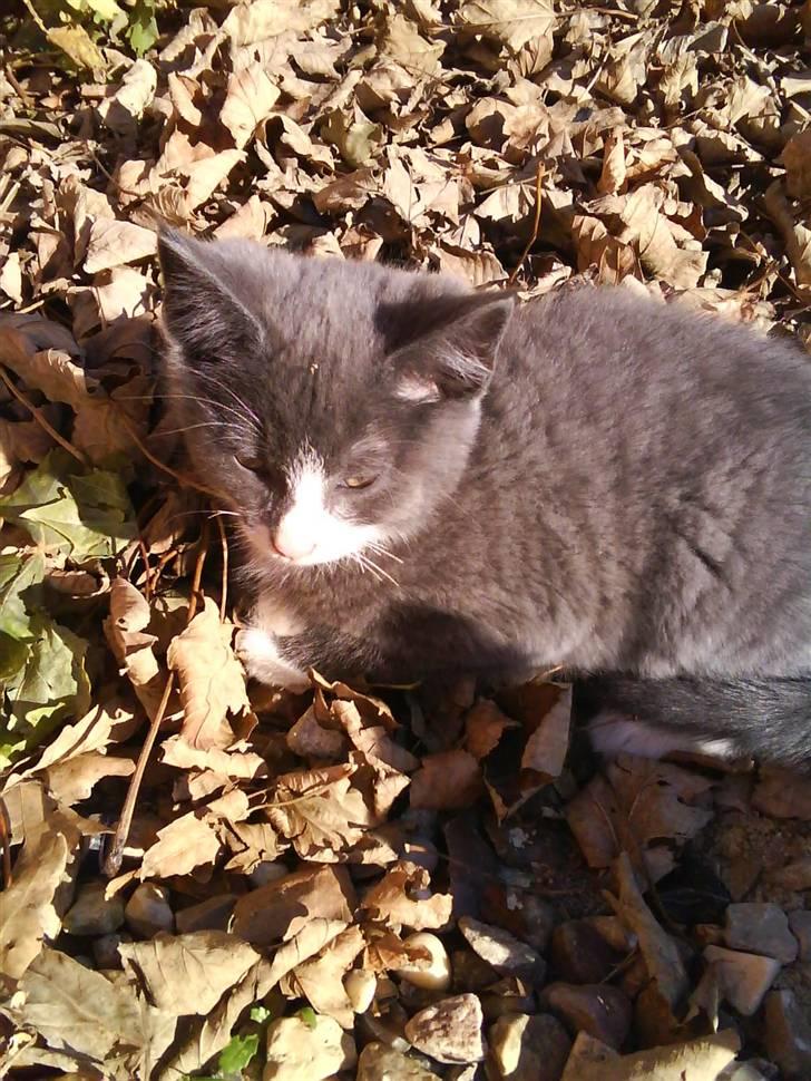 Blanding af racer Fister billede 10