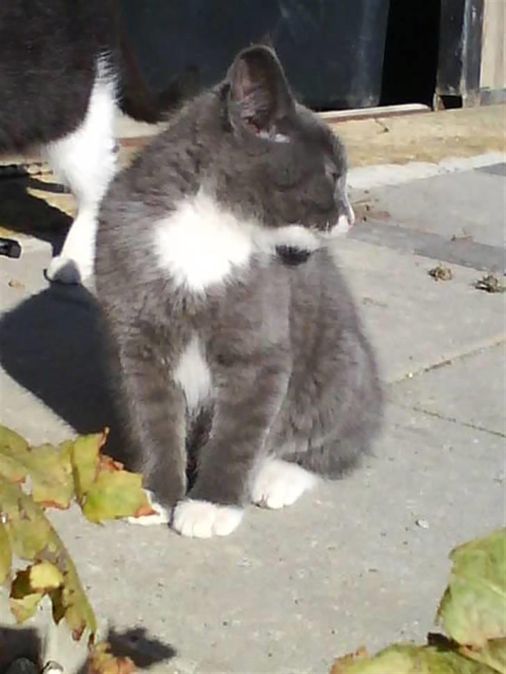 Blanding af racer Fister billede 11