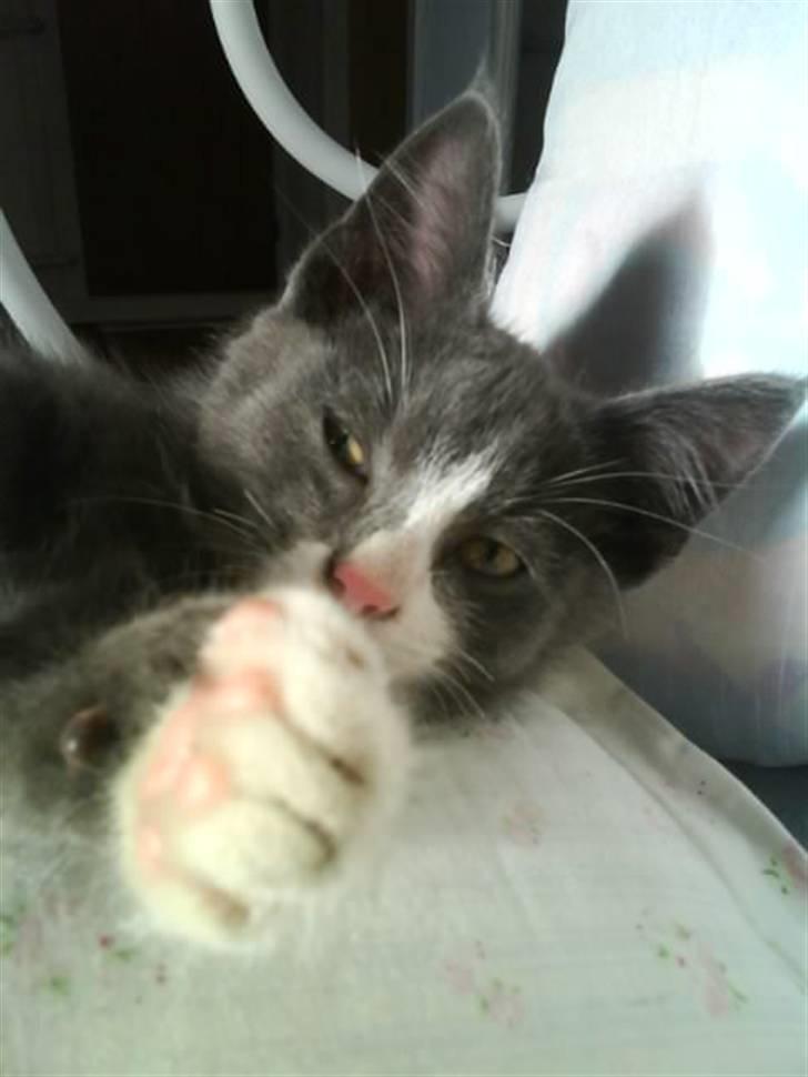 Blanding af racer Fister billede 12