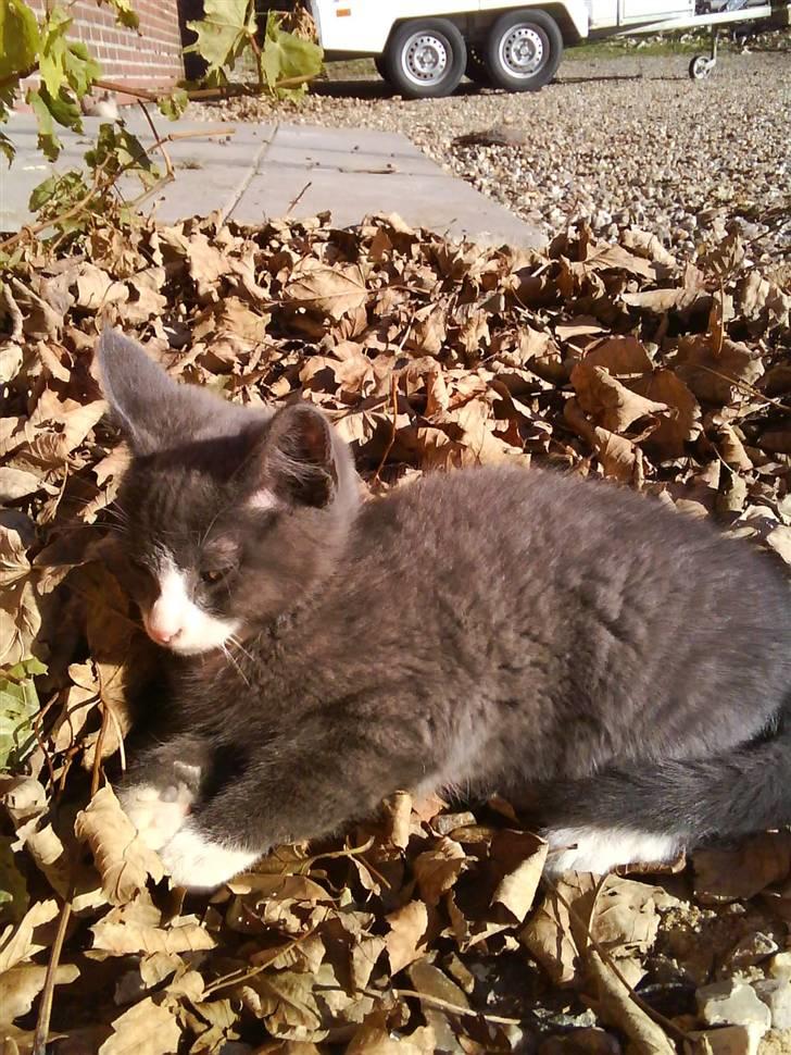 Blanding af racer Fister billede 13