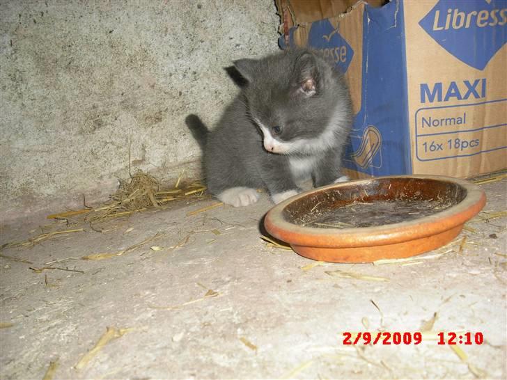 Blanding af racer Fister billede 15