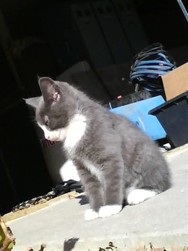 Blanding af racer Fister billede 16