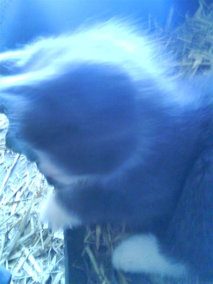 Blanding af racer Fister billede 17