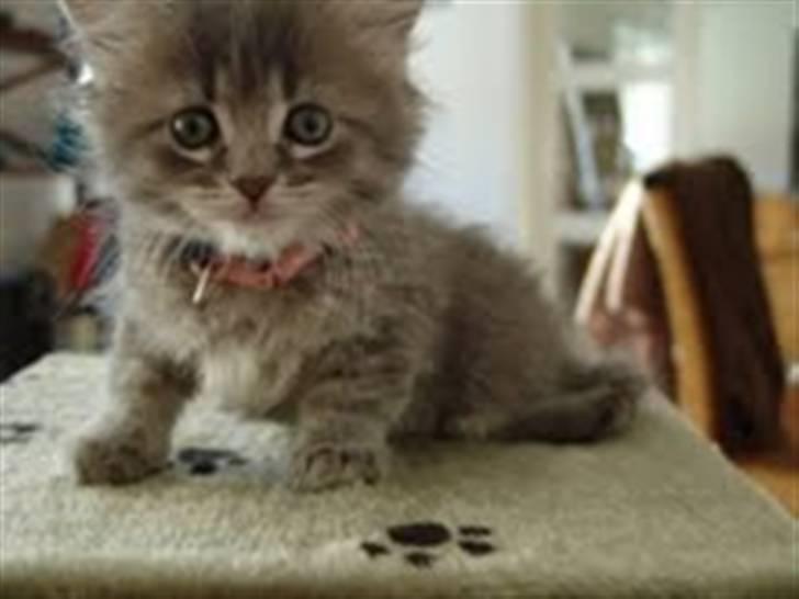 Maine Coon Mie - Min mor fik sendt billeder af mig så hun kunne se hvor stor jeg er billede 3