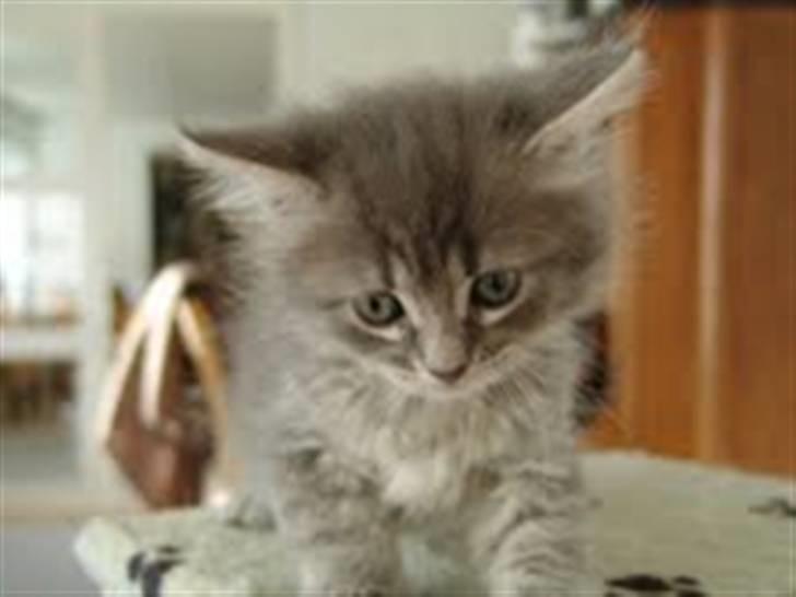 Maine Coon Mie - Er jeg ikke sød... billede 4