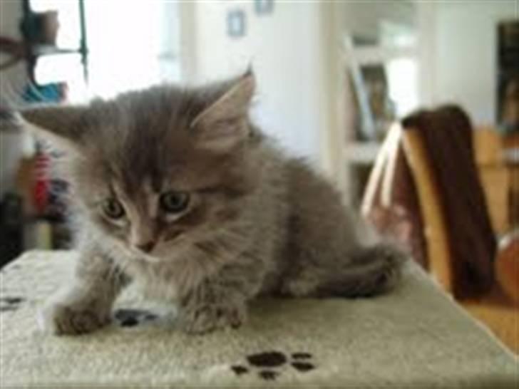 Maine Coon Mie - Ja ikke til at stå for.. billede 5