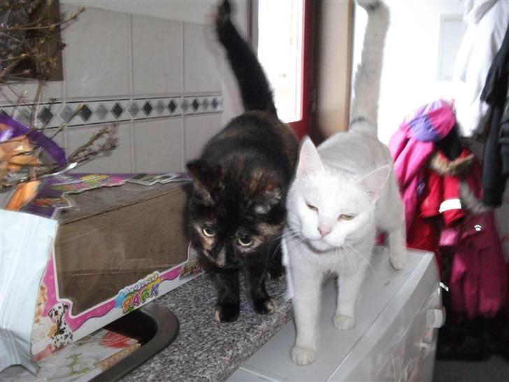 Huskat Elmer billede 3