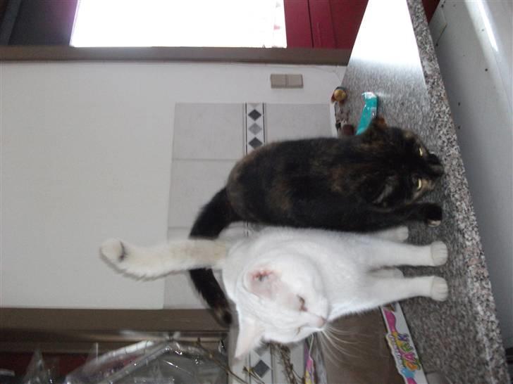 Huskat Elmer billede 4