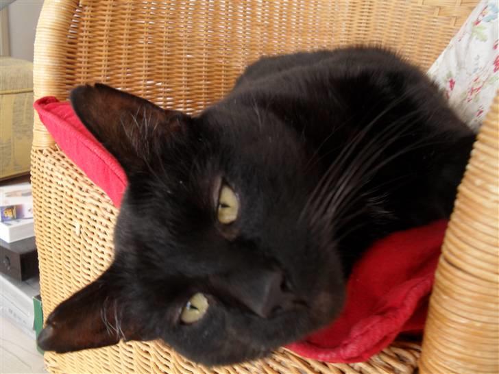 Huskat frede <3 billede 1