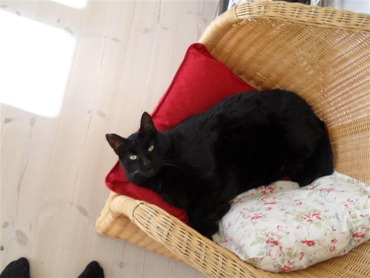 Huskat frede <3 billede 2