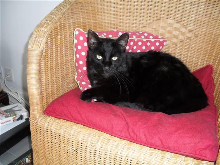 Huskat frede <3 billede 3