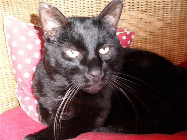 Huskat frede <3 billede 4