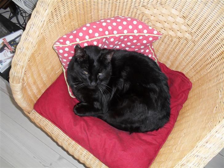 Huskat frede <3 billede 5