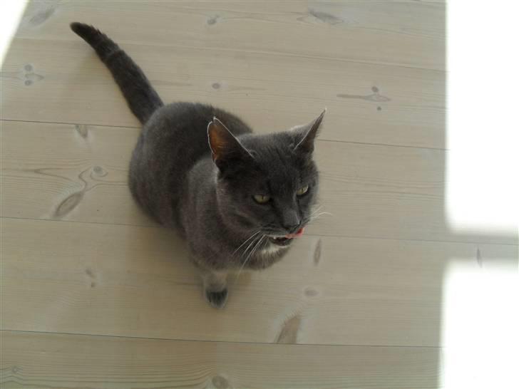 Huskat mille  billede 1