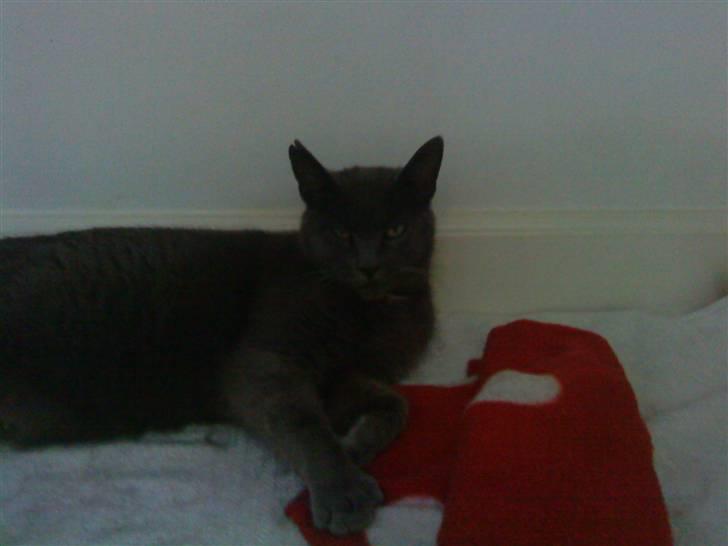 Huskat mille  billede 2