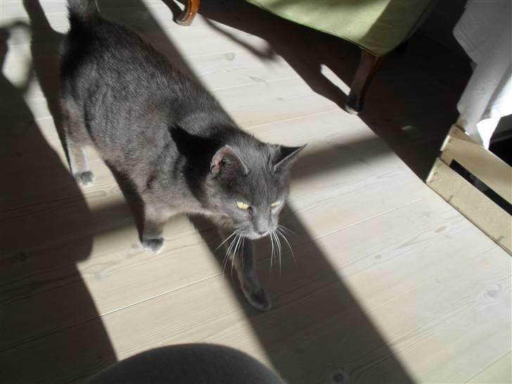 Huskat mille  billede 3