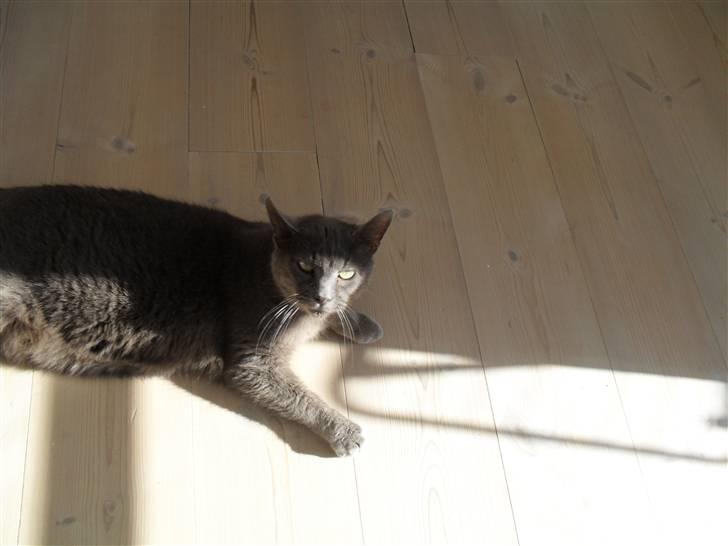 Huskat mille  billede 4